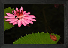 Listing image for Snake and pink water lily Framed Wall Art Poster Canvas Print Picture