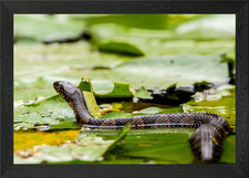 Listing image for Water snake on lily pads Framed Wall Art Poster Canvas Print Picture