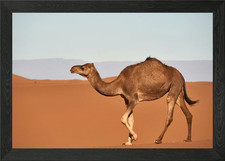 Listing image for Camel in the desert Framed Wall Art Poster Canvas Print Picture