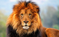 Listing image for African Lion Wildlife Poster - Safari King Wall Art - 16x12/20x16/24x18/36x24