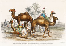 Listing image for Camel Caravan Vintage Poster - Antique Desert Wall Art - 16x12/20x16/24x18/36x24