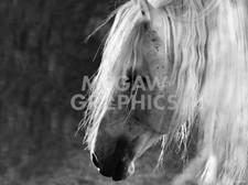 Listing image for The Ghost by Barry Hart Photo Art Print Horse Mane Cowboy Western Poster 26x34