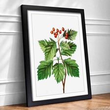 Listing image for Hawthorn Berry Tree Flowers Pierre-Joseph Redoute Framed Wall Art Canvas Print
