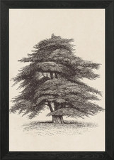 Listing image for Cedar of Lebanon Tree 01 Framed Wall Art Poster Canvas Print Picture