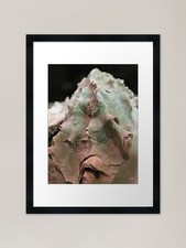 Listing image for Used Oyster Shell Framed Art Print Framed Wall Art Poster Canvas Print Picture