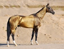 Listing image for Akhal-Teke Horse GLOSSY POSTER PICTURE PHOTO PRINT BANNER 12762