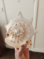 Listing image for Large Giant Queen Conch Sea Shell Natural Decorative Beach Collectible
