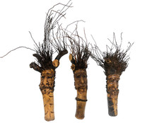 Listing image for 20" HAND MADE BAMBOO ROOT FACE TREE SPIRIT ART HOME DECOR TRIBAL BAR TROPICAL
