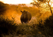 Listing image for SUNSET AFRICAN RHINO WILDLIFE ANIMAL CANVAS PICTURE WALL ART