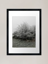 Listing image for Hawthorn tree on a frosty day photo Framed Wall Art Poster Canvas Print Picture