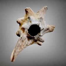 Listing image for Old Ritual Conch Trumpet Horn Shell Papua New Guinea Oceanic Tribal Art