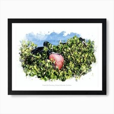 Listing image for Frigate Bird Sanctuary, Antigua & B Framed Wall Art Poster Canvas Print Picture
