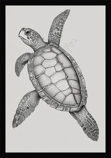 Listing image for Intimate Sea Turtle Framed Wall Art Poster Canvas Print Picture
