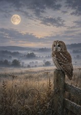 Listing image for Tawny Owl Moonlit Meadow A4 Wildlife Art Print Owl Wall Art Unframed