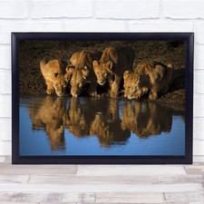 Listing image for Kenya Africa African East Reflection Mara Wildlife Nature Lion Wall Art Print