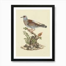 Listing image for Speckled Pigeon, African Rock Pigeo Framed Wall Art Poster Canvas Print Picture