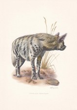 Listing image for 1960 STRIPED HYENA Print - Vintage Animal Wall Art - Mammal - 7.5 x 10.6 Inches