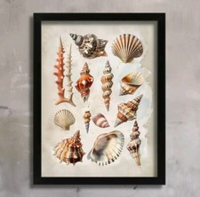 Listing image for Vintage Seashells Prints Sea Shell Illustration Beach Ocean Wall Art Poster