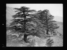 Listing image for 8" x 10" Photo Lebanon. A Typical Cedar of Lebanon