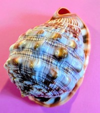 Listing image for Great Collectible Vintage Conch Helmet Queen Sea Shell 105mm X 80mm Beautiful !!