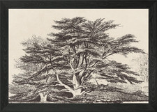 Listing image for Cedar of Lebanon Tree 02 Framed Wall Art Poster Canvas Print Picture