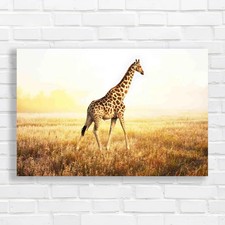 Listing image for West African Giraffe Canvas Print Large Picture Wall Art