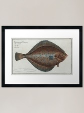 Listing image for Vintage Illustration of a Flounder Framed Wall Art Poster Canvas Print Picture