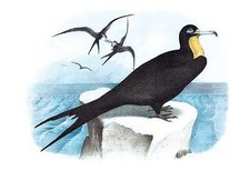 Listing image for Frigate (Man-of-War Bird) Theodore Jasper Poster Print
