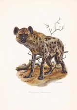 Listing image for 1960 SPOTTED HYENA Print - Vintage African Animal Wall Art - 7.5 x 10.6 Inches