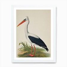 Listing image for Stork James Audubon Vintage Style B Framed Wall Art Poster Canvas Print Picture