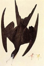 Listing image for Magnificent Frigate Bird John James Audubon Poster Print
